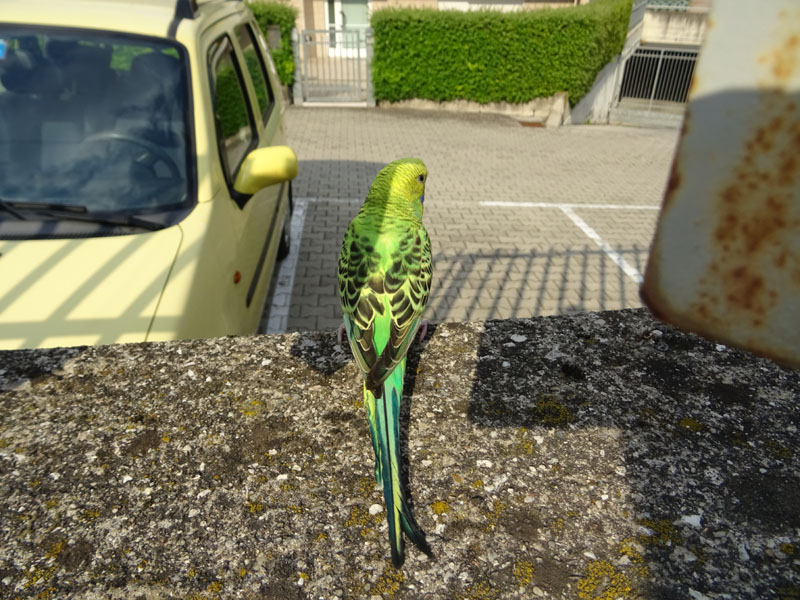 Parrocchetto ondulato (Melopsittacus undulatus)